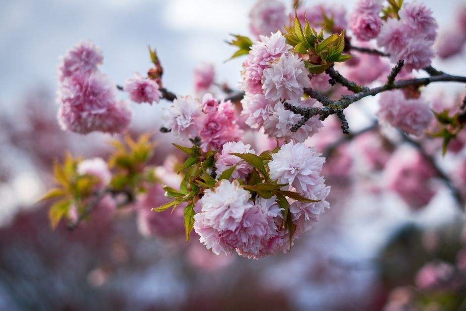 Close-up view of a branch of pink cherry blossoms in full bloom, with clusters of layered petals displaying soft shades of pink and white. The blossoms are densely packed along dark, textured branches