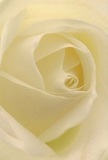 A close-up view draws you inside the gentle heart of a Sidcup cream-ivory rose, enveloping you in a cocoon of spiraling, petal-soft layers. The unfolding bloom conjures an ethereal sense of warmth and comfort-like stepping onto a sun-dappled path in Sidcup's tranquil parks at daybreak. Each petal, touched by delicate shadows, exhibits a smooth, whisper-thin texture and radiant calm, their formation echoing quiet gestures of respect or cherished beginnings. The gentle luminosity resembles the first light peeking through neighborhood gardens, adding subtle drama while preserving the flower's peaceful demeanor. A masterpiece of understated beauty, this rose is an ideal symbol for expressions of reverence, tenderness, or new starts. The fragrance is imagined as soft and barely perceptible, infusing rooms across Sidcup with a sense of gentle promise and quiet celebration. The artistry of Flowers Sidcup shines through in every swirl and fold, ensuring that each arrangement is not just seen but truly felt, capturing the spirit and community values woven through every bouquet.